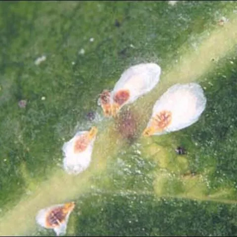 thumbnail for publication: False Oleander Scale, Pseudaulacaspis cockerelli (Cooley) (Insecta: Hemiptera: Coccoidea: Diaspididae)